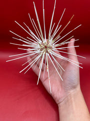 Caledonia deep water urchin with spines shown in hand – Coelopleurus maculatus