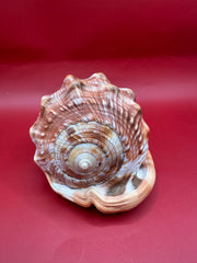 Bullmouth cameo helmet front view