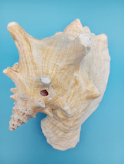 Caribbean Queen Conch display shell highlighting natural pink tones