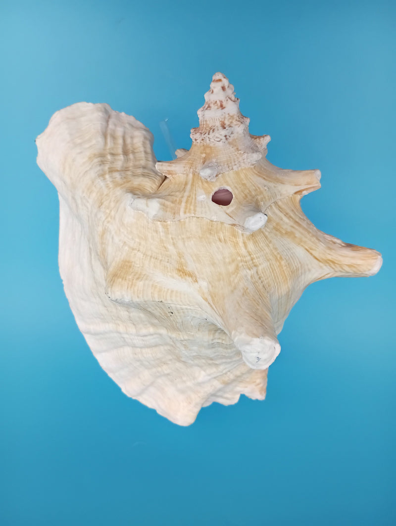 Caribbean Queen Conch Display Shell Premium Home Accent