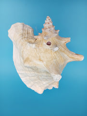 Caribbean Queen Conch Display Shell Premium Home Accent