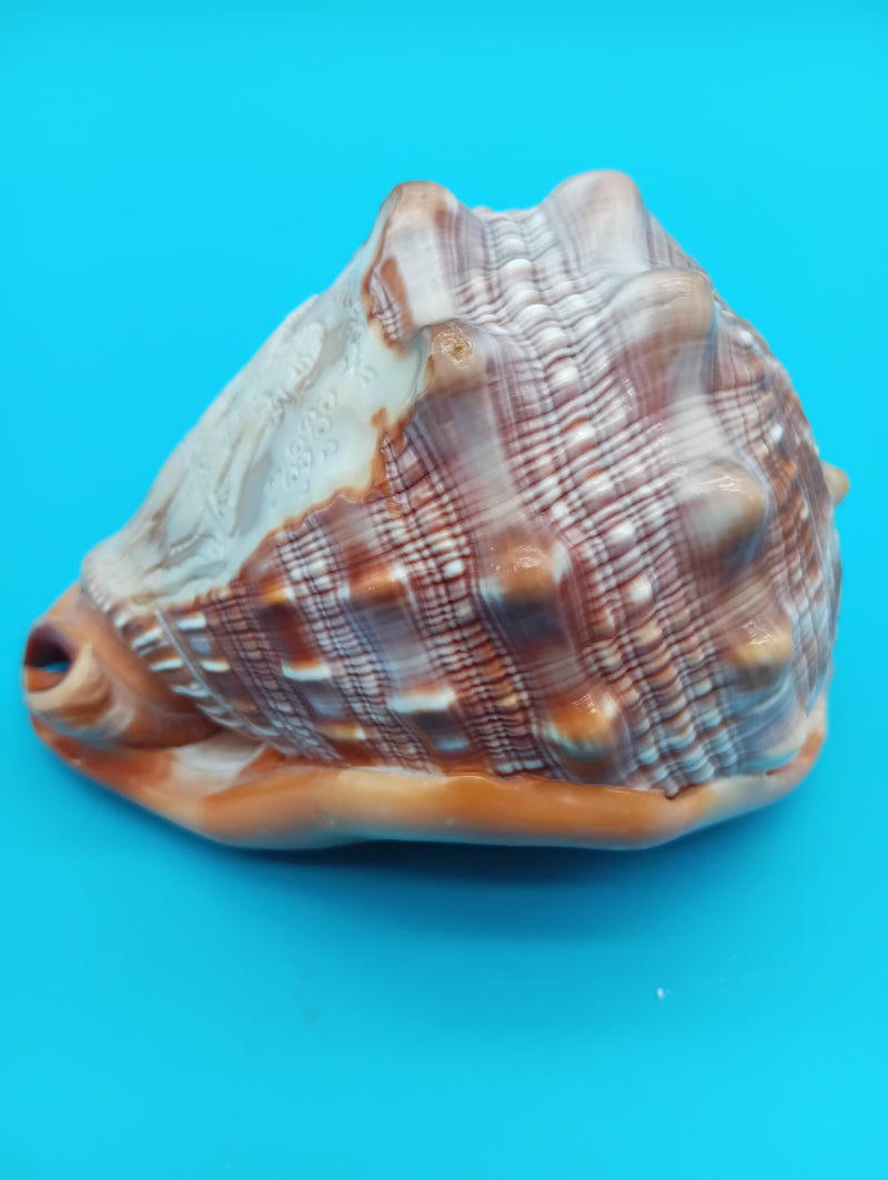 Carved cameo shell base with scalloped edge – Three Graces 4.7"