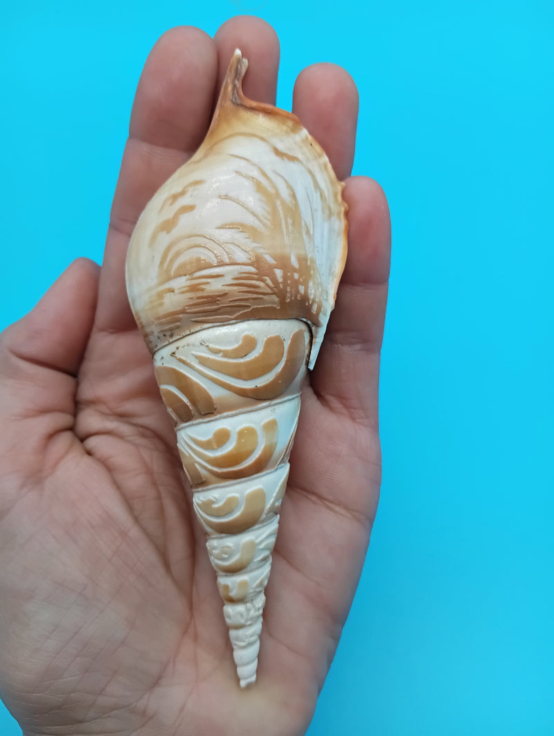 4.9" carved Tibia shell with coastal scene design