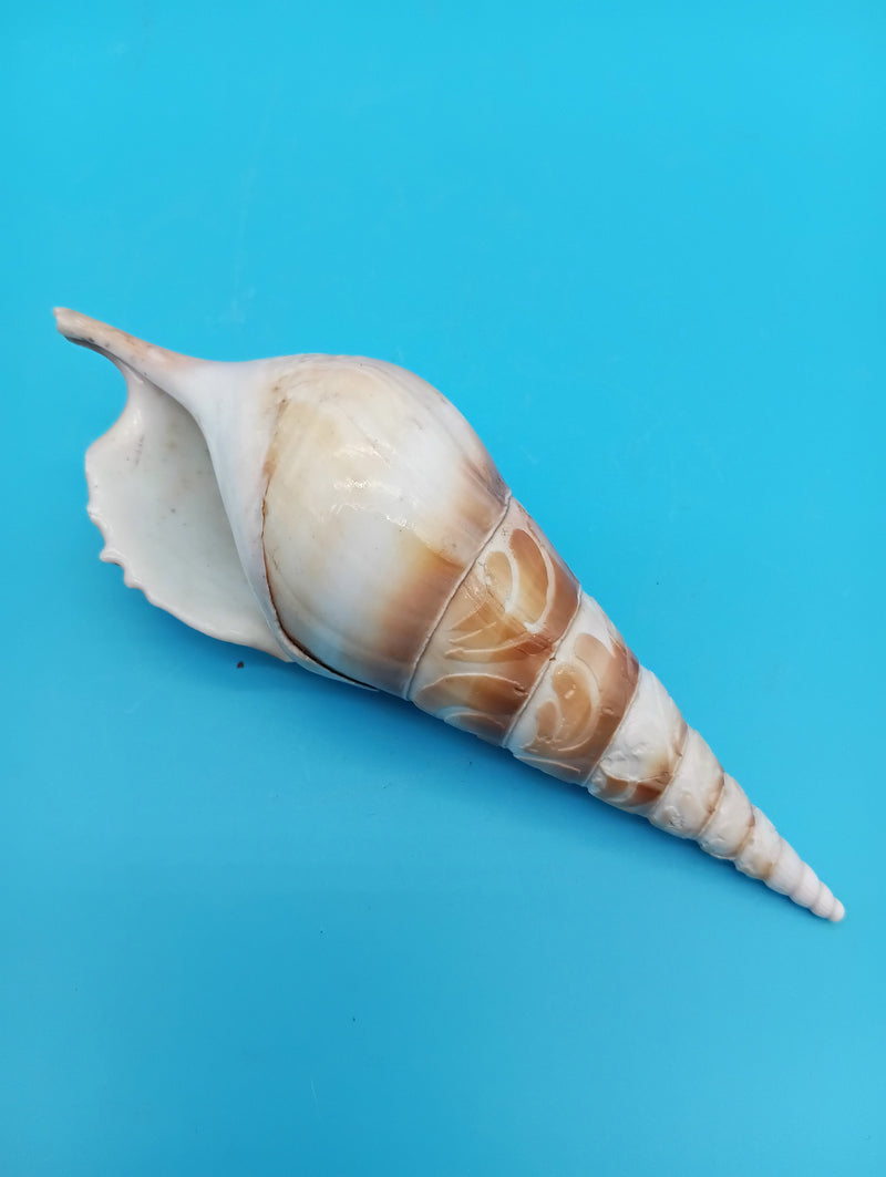 4.9" carved Tibia shell with coastal scene design