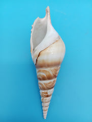 4.9