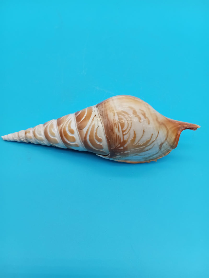 4.9" carved Tibia shell with coastal scene design
