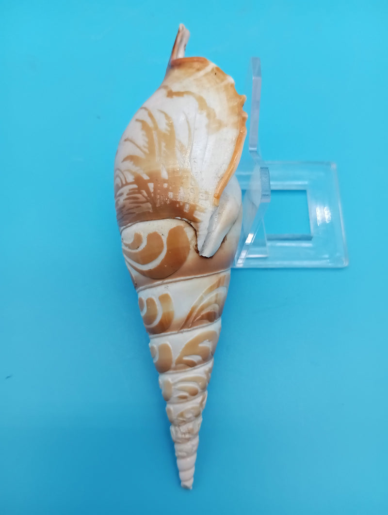 4.9" carved Tibia shell with coastal scene design