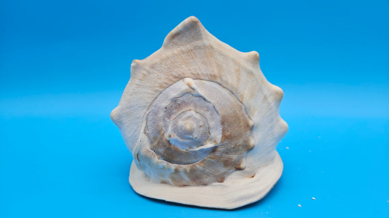 Queen Helmet Shell Cassis madagascariensis – polished caramel interior