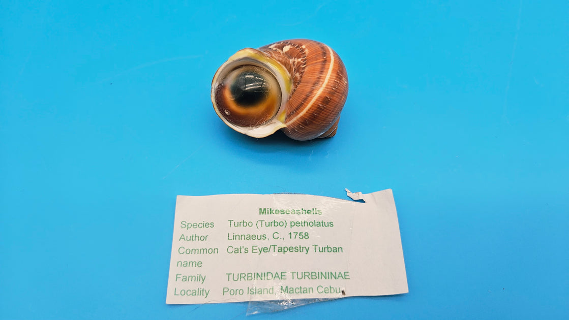 Cat's Eye/Tapestry Turban Shell (Turbo petholatus) - Fine Specimen wit ...