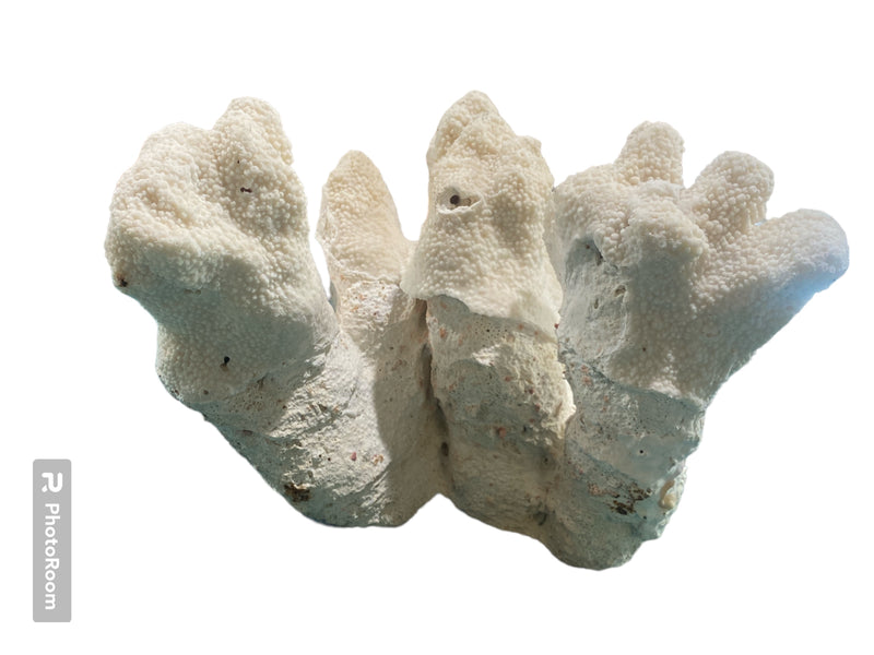 Vintage White Catspaw Coral - 11.5" W x 8"H