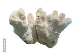 Vintage White Catspaw Coral - 11.5