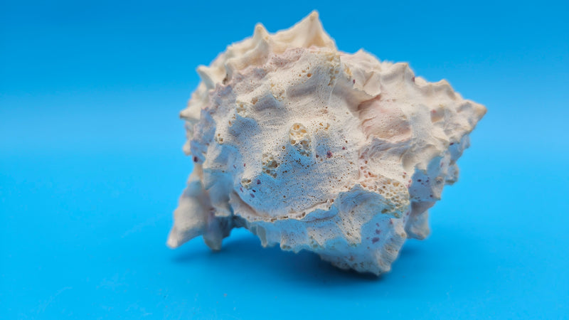 Chicoreus palmarosae shell with unique double lip and cream outer surface