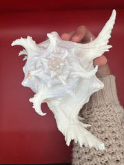Chicoreus ramosus spiny shell side view - natural display shell 9.5