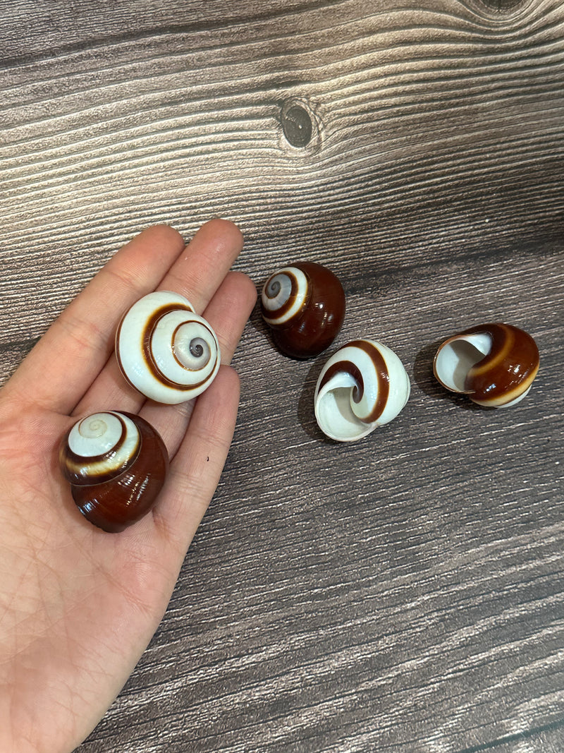 Set of five Calocochlia roissyana land snail shells, commonly called Chocolate Swirl Land Snails, featuring a brown and white spiral pattern, displayed on a wooden background. Two being held in a hand to show size.