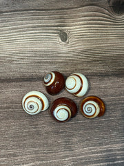 Set of five Calocochlia roissyana land snail shells, commonly called Chocolate Swirl Land Snails, featuring a brown and white spiral pattern, displayed on a wooden background.