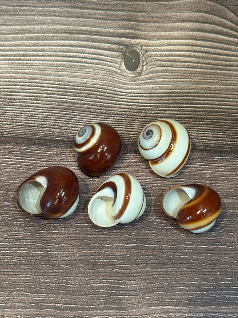 Set of five Calocochlia roissyana land snail shells, commonly called Chocolate Swirl Land Snails, featuring a brown and white spiral pattern, displayed on a wooden background.