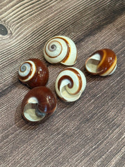 Set of five Calocochlia roissyana land snail shells, commonly called Chocolate Swirl Land Snails, featuring a brown and white spiral pattern, displayed on a wooden background.