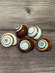 Set of five Calocochlia roissyana land snail shells, commonly called Chocolate Swirl Land Snails, featuring a brown and white spiral pattern, displayed on a wooden background.