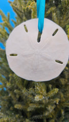 Real sand dollar shell ornament 2.5 inch - seaside holiday decoration
