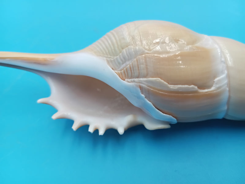 Close-up of Tibia fusus Shinbone shell aperture – 9 inch natural display shell