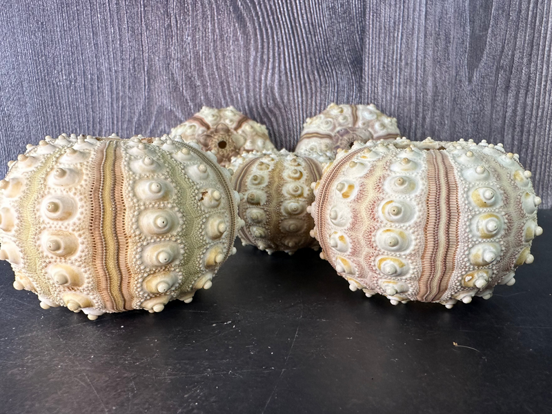 A detailed close-up of multiple tiger urchin shells, displaying their intricate patterns and spiny details.