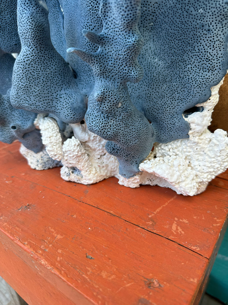 Close-up base of vintage Blue Ridge Coral