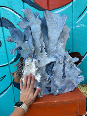 Close-up base of vintage Blue Ridge Coral on white coral