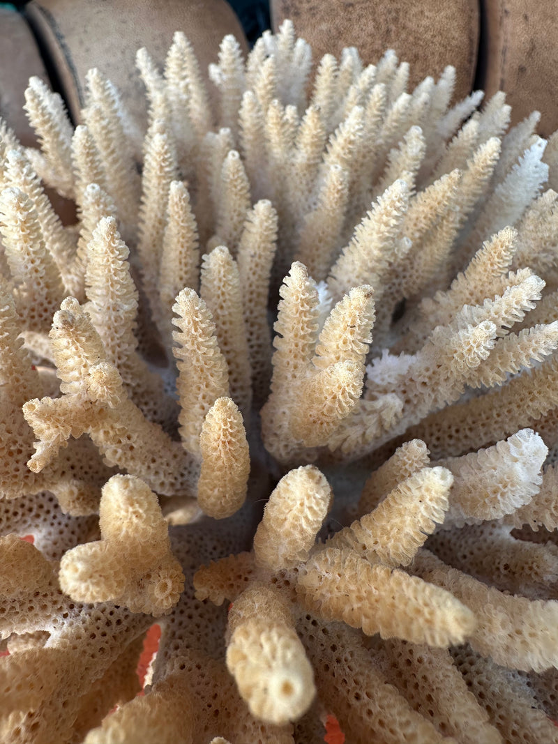 Close-up detail of Table Coral branching texture