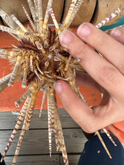Close-up detail of zebra-patterned sea urchin spines