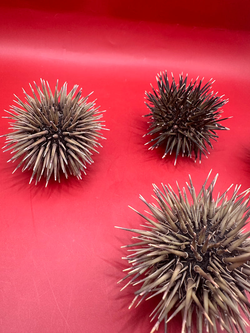 Close-up of Pink Urchin (Echinometra mathaei) with spines