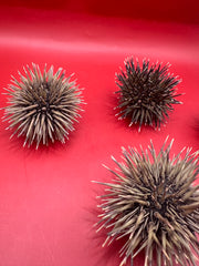 Close-up of Pink Urchin (Echinometra mathaei) with spines