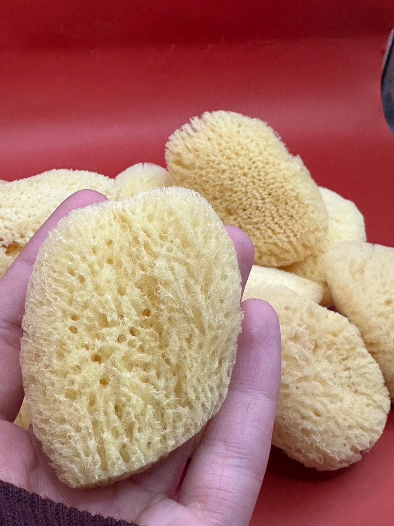 Hand holding a natural sponge with more sponges in the background on a red surface