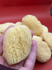 Hand holding a natural sponge with more sponges in the background on a red surface