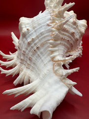 Close-up of a white murex ramosus seashell with intricate patterns on a red background