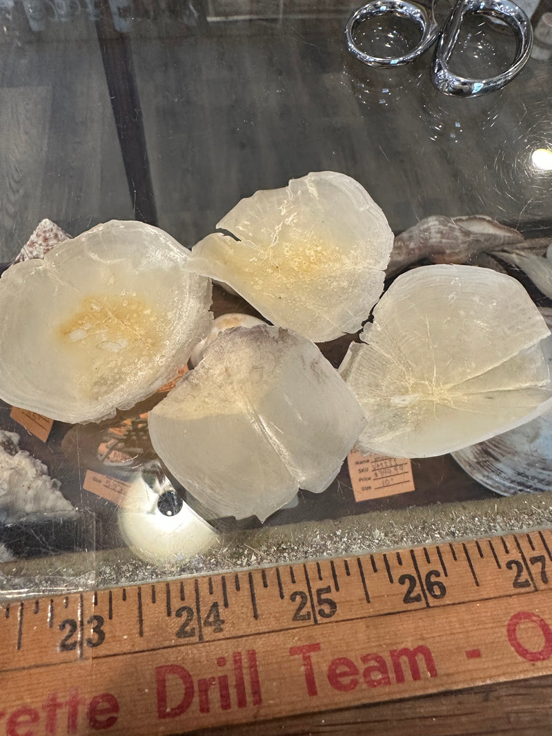 Close-up of large tarpon scales on ruler – natural fish scales for crafting