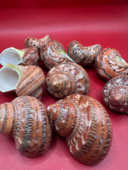 Close-up of polished Turbo petholatus shell with snakeskin pattern