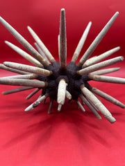 Close-up of vintage club urchin’s cylindrical spines