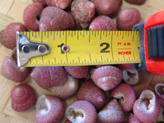 Close-up of Strawberry Top Snail Shells next to a measuring tape