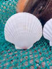 A collection of White Baking Scallop Shells in various sizes, displayed on a green net with a wooden background. The shells feature ribbed textures and natural white tones, perfect for coastal decor or crafting projects.