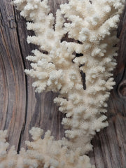 Close-up of a vintage Branch Coral displaying its unique texture and fine details.