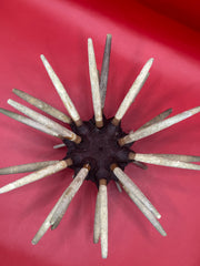 Club sea urchin shell with spines – 9
