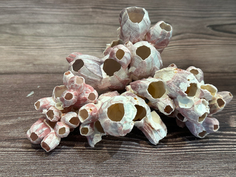 Side view of Gulf of Mexico barnacle clusters on a wooden background