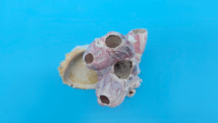 Small barnacle and scallop shell natural ocean specimen