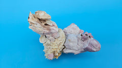 Premium barnacle Jewel Box shell for shell displays – coastal living decor