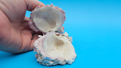 Barnacle and jewel box shell ocean-inspired home accent