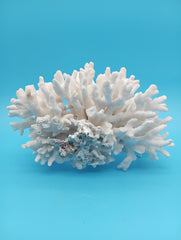 Vintage Elkhorn coral specimen styled as coastal home decor accent piece