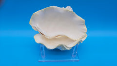 Coastal Derasa clam shell pair – detailed rippled surface and natural tones