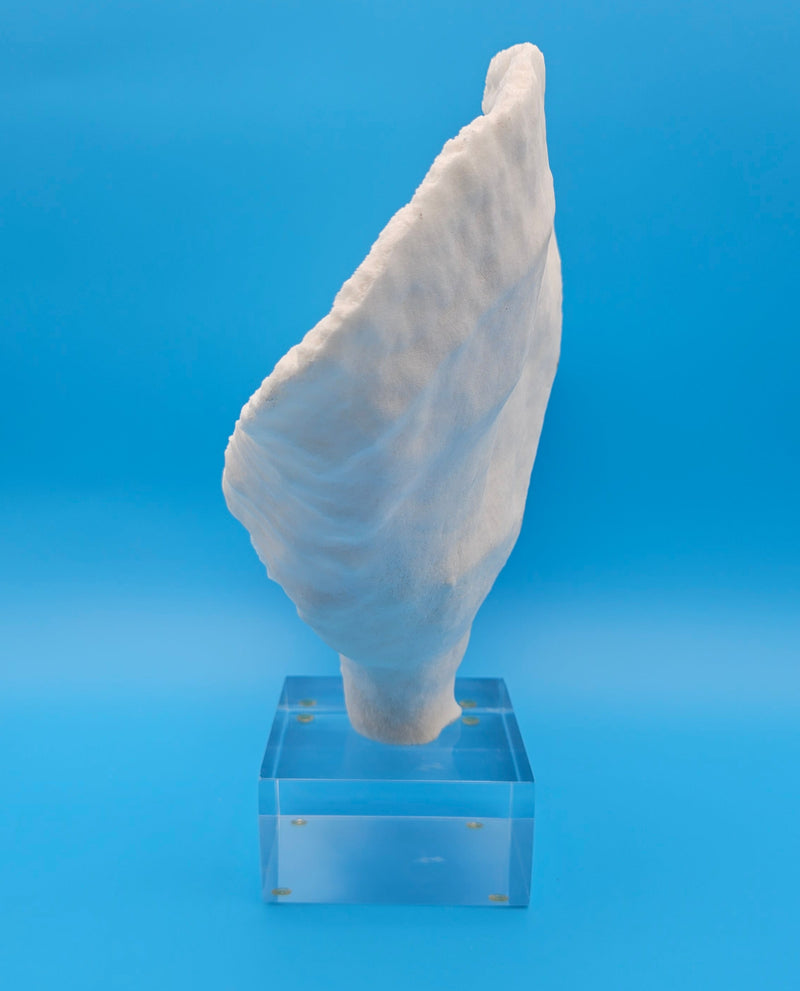Elegant cup coral specimen for beach house and coastal interiors