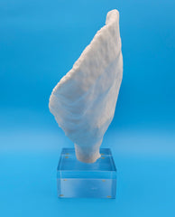 Elegant cup coral specimen for beach house and coastal interiors