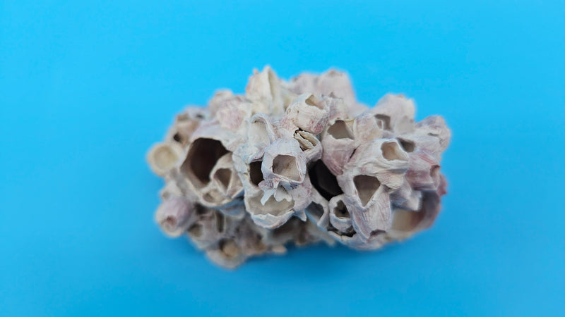 Textured Barnacle Bloom with Scallop